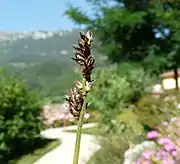 Seedhead