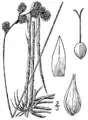 Botanical illustration