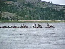 Caribou crossing Leaf River