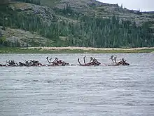 A herd of Cariboo crossing a remote river.