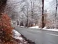 Forest road in winter