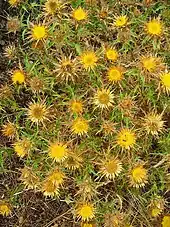 flowering plants