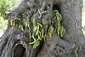 Carob pods growing from trunk (Cauliflory)