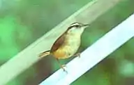 A wren perches on vegetation, looking alert.