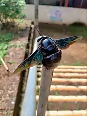 Carpenter bee at Kanhangad