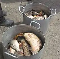 Carps from the Khopyor River. 2015