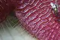 A blowfly sitting on a Stapelia Flower, attracted to the smell.