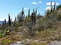 Plants in habitat at the Hierve el Agua, Oaxaca, Mexico.