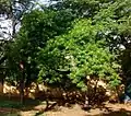 At a park in Delhi, India