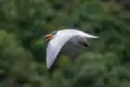 In flight In New Zealand