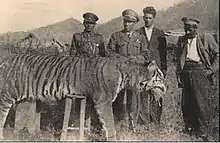 Caspian tiger killed in northern Iran in the early 1940s