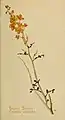 A depiction of cassia armata, which is particularly characteristic of the Mojave