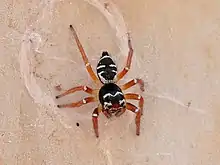 Zenodorus metallescens Dinden National Park, Queensland