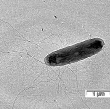 Castellaniella ginsengisoli bacterium, as seen under an electron microscope. It is rodlike in shape and has multiple flagella