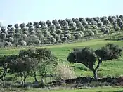 Holm oaks and olive trees