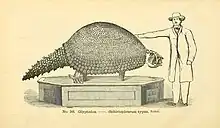 A mounted skeleton of Glyptodon reticulatus.