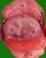 Opened uterus with cat fetus in midgestation: 1 umbilicus, 2 amniotic sac (chorion and amnion), 3 allantois.