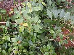 Photograph of the khat plant