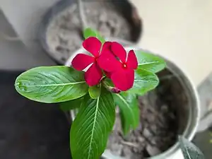 This one was grown in Bangladesh as a ornamental plant in a flower tub in the balcony of a house