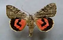 Catocala electarosy underwing