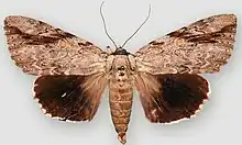 Catocala maestosasad underwing