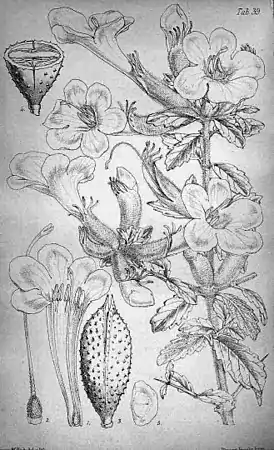 From "Journal of Botany, British and Foreign" (1865)