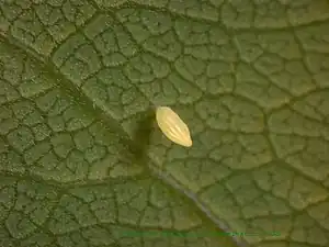 Egg