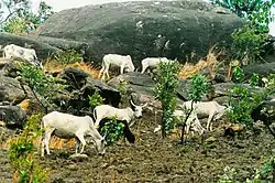 Along the Ring Road between Misaje and Nkambe