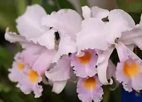 Cattleya schroederae