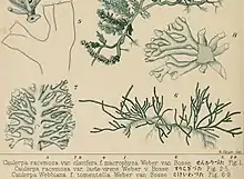 Caulerpa webbiana f. tomentella