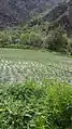 Cauliflower crop in tinno