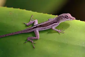 young female, Grand Cayman