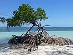 Mangrove tree in Cayo Jutías, Pinar del Río Province, Cuba.