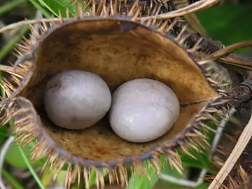 Fruits of G. bonduc