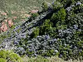 Ceanothus oliganthus in chaparral in the Santa Monica Mountains