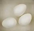 Glossy white eggs