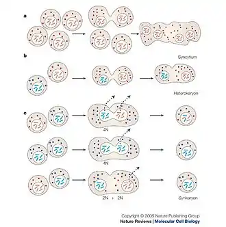 A diagram of cell fusion of various kinds