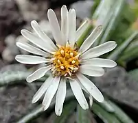 Detail of the flower of var. brevis