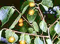 C. aetnensis with mature fruit