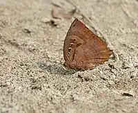 At Jayanti in Buxa Tiger Reserve in Jalpaiguri district of West Bengal, India