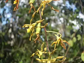 Seed pods and flowers