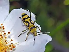 Chlorophorus varius varius. Female