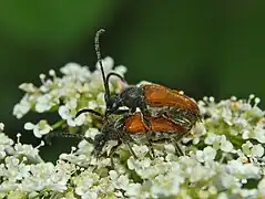 Mating pair