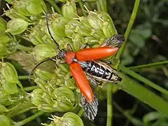 Female, take-off