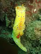 Yellow variation of  Ceratosoma brevicaudatum at Fly Point, Port Stephens, New South Wales