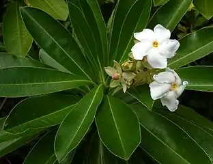 C. odollam flowers