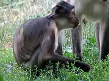 Gray monkeys