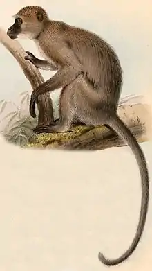 Drawing of brown monkey