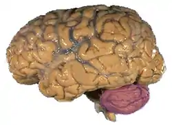 Cerebellum