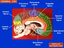 Medial surface of left cerebral hemisphere. (Precuneus visible at top left.)